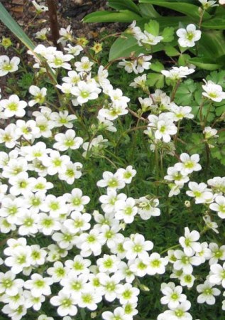SAXIFRAGA Arendsii Alba